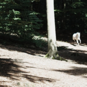 Schimmel 1